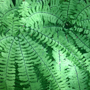 Maidenhair Fern closeup, Humbug Mountain, Oregon.
