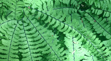 Maidenhair Fern closeup, Humbug Mountain, Oregon.