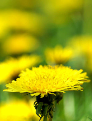 Dandelion: Not Just A Weed!