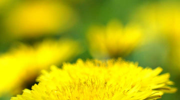 Dandelion: Not Just A Weed!